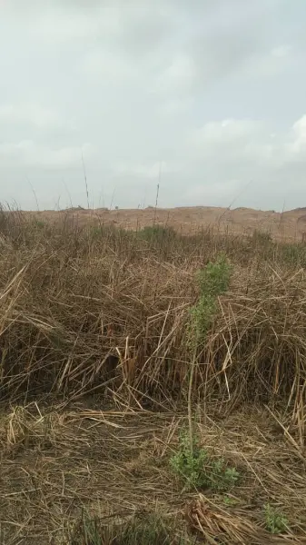 Distress sales! Plot of land for sale at Tema community 25